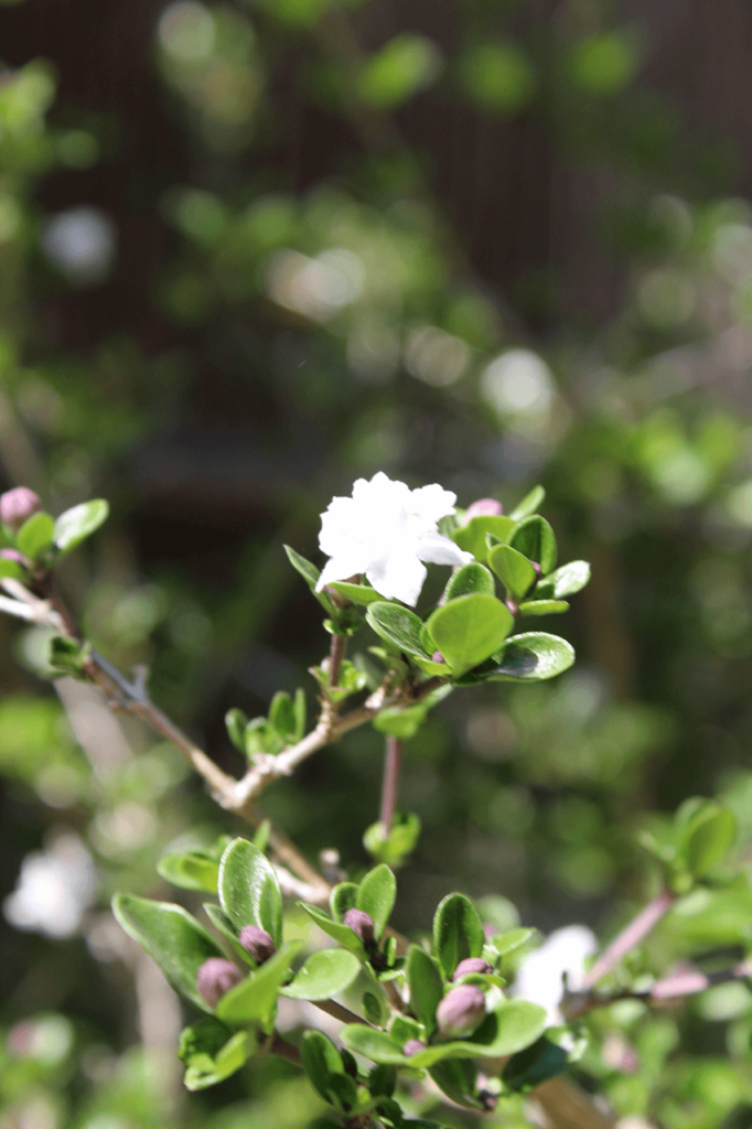 Flower in a garden